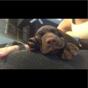 Meet your Posher, Tanner